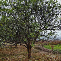 高度3-5米柚子树，丛生柚子树，柚子树批发