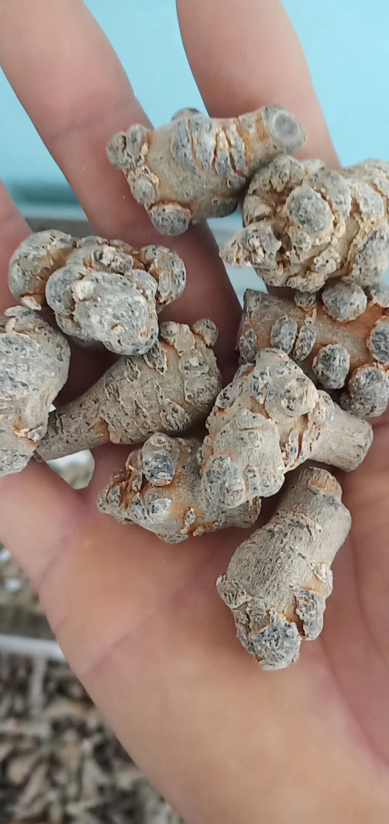 昌玉药材三七60头产地直销薄利多销