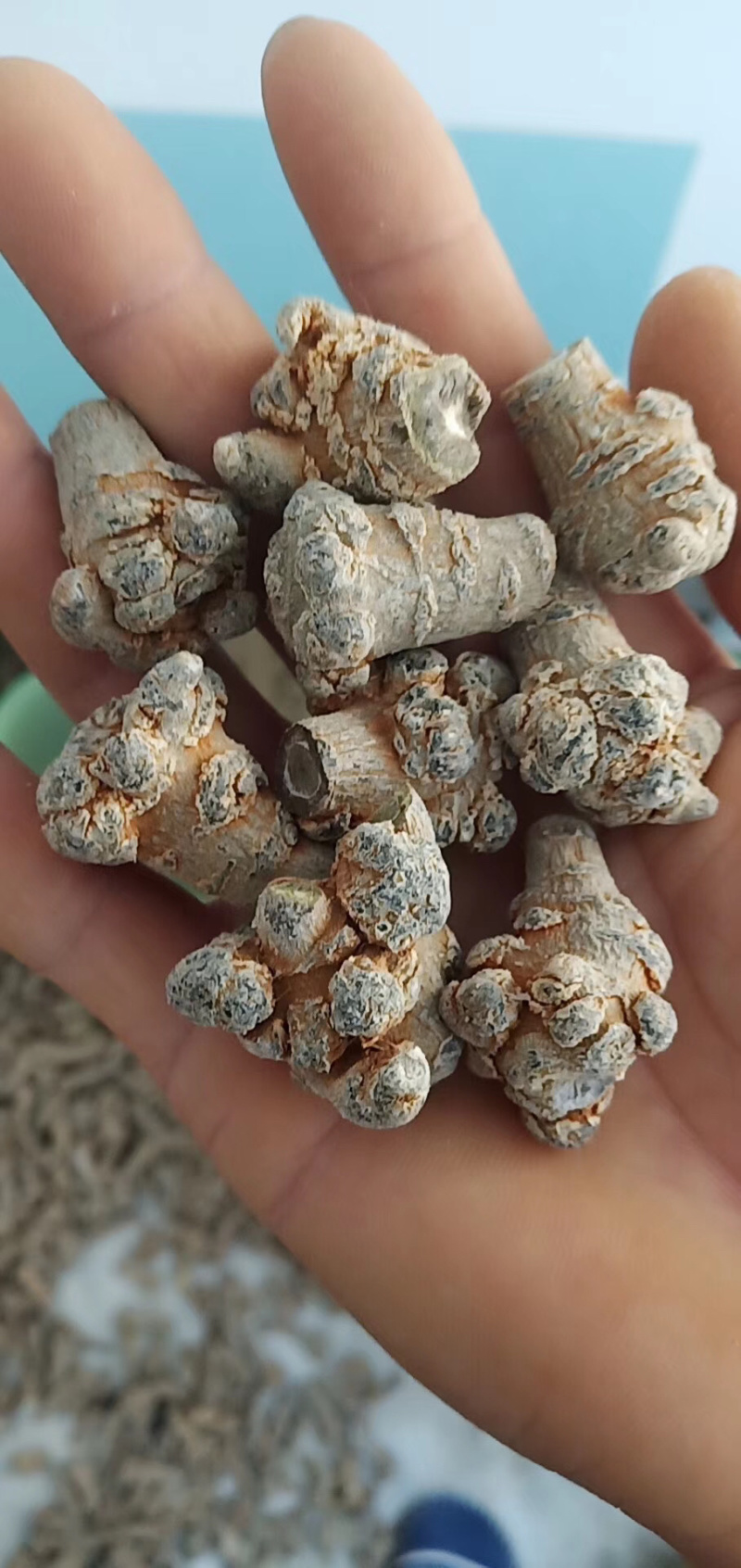 昌玉药材三七60头产地直销薄利多销