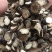 昌玉药材山东赤芍道地药材产地直销质量保证
