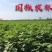 各种规格梓树梓树苗梓树小苗