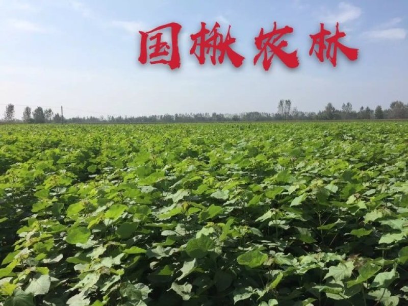 各种规格梓树梓树苗梓树小苗