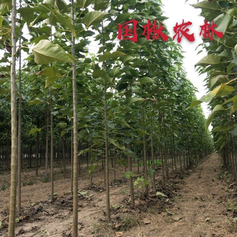各种规格梓树梓树苗梓树小苗