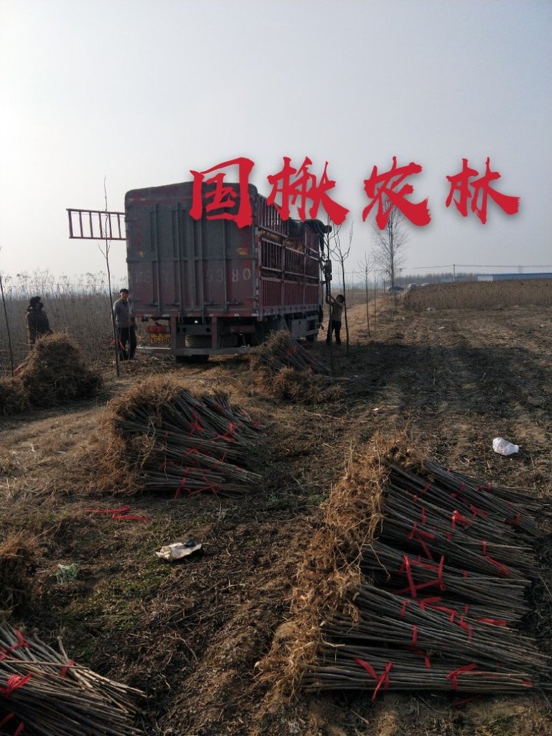 各种规格梓树梓树苗梓树小苗