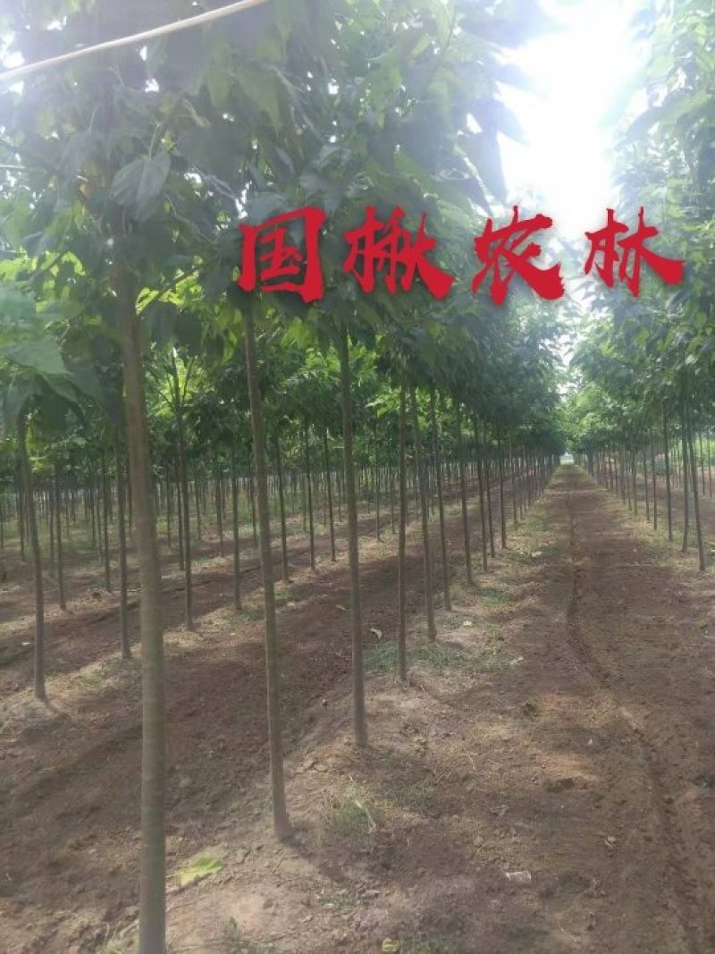 各种规格梓树梓树苗梓树小苗