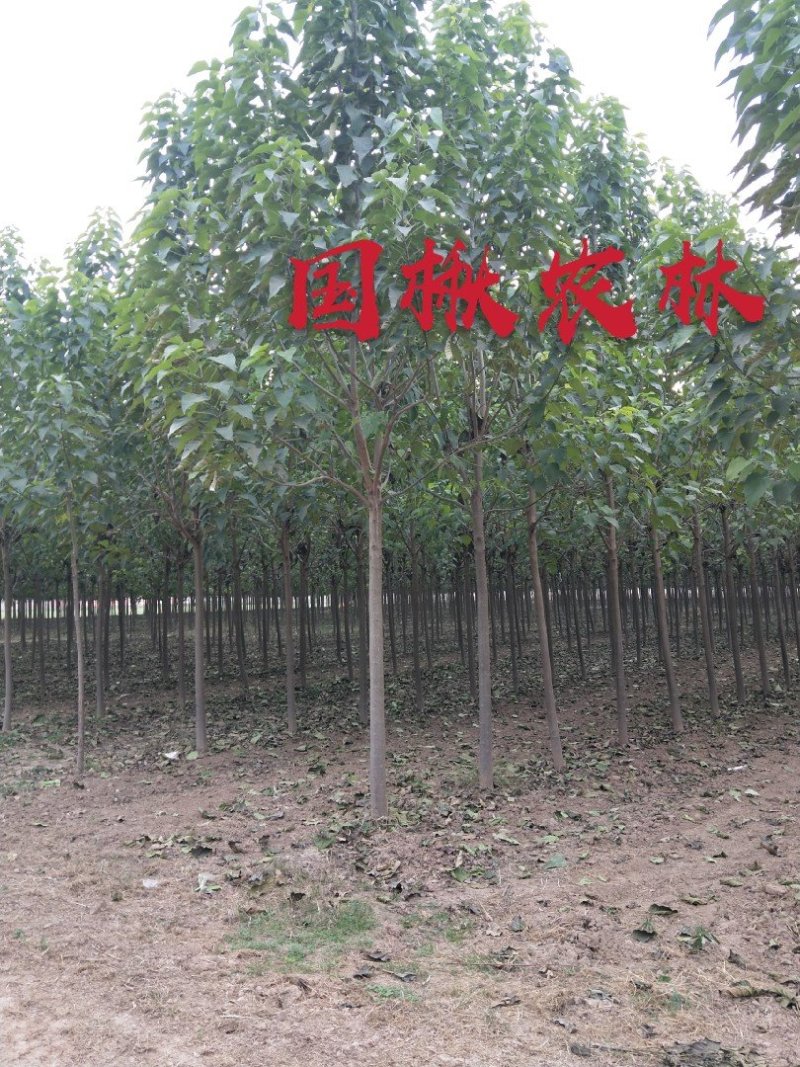 各种规格梓树梓树苗梓树小苗