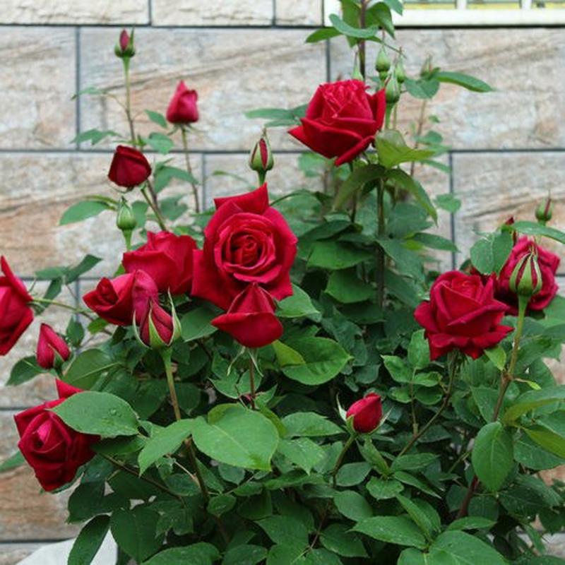 玫瑰花苗盆栽老根月季花苗四季开花地栽植物室内外庭院特大花