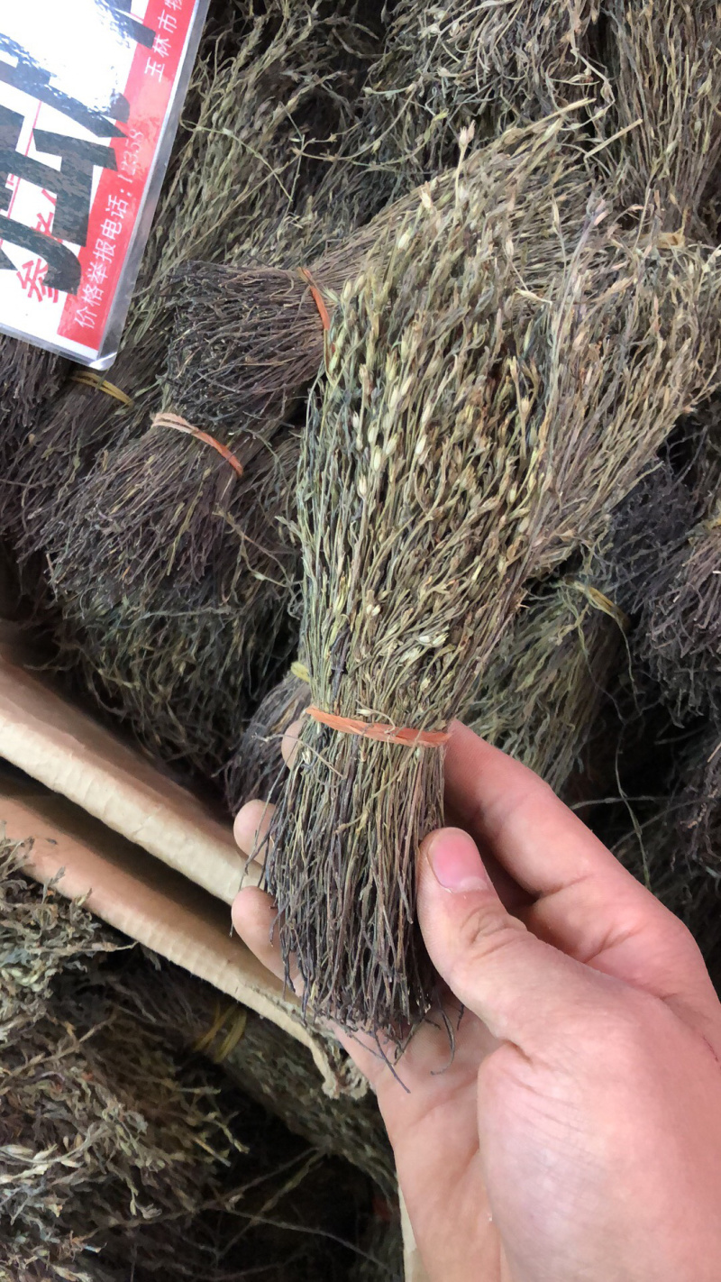 独脚金野生货颜色青绿色的