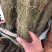 独脚金野生货颜色青绿色的