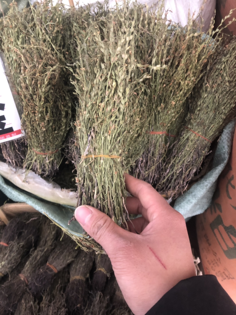 独脚金野生货颜色青绿色的