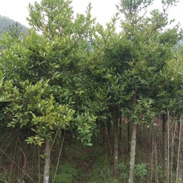 竹柏