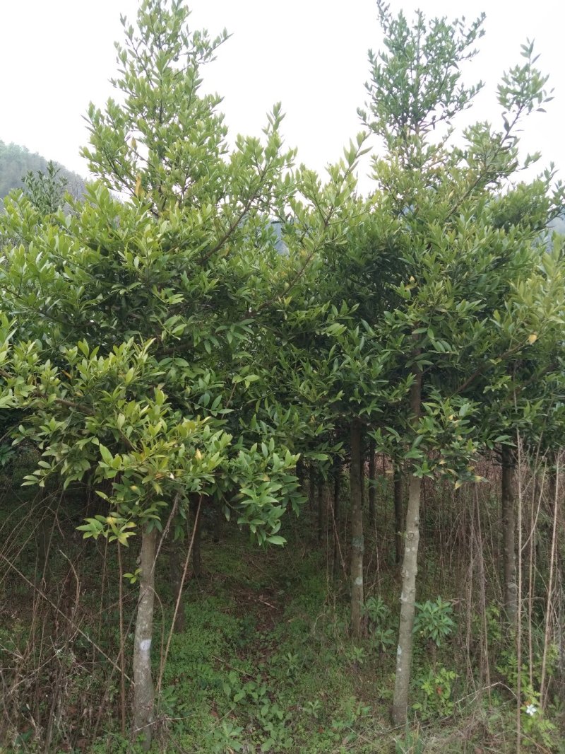 竹柏