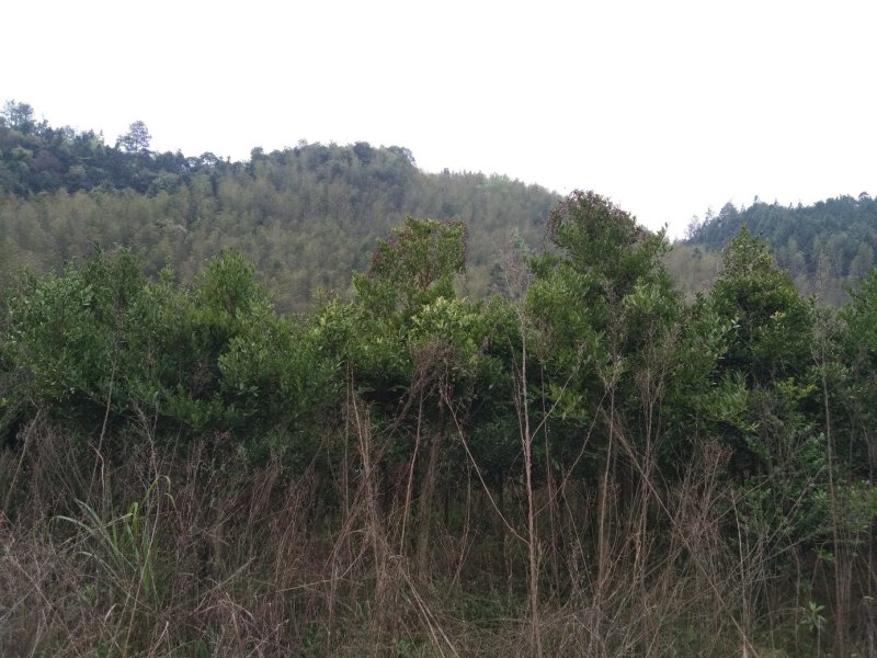 竹柏