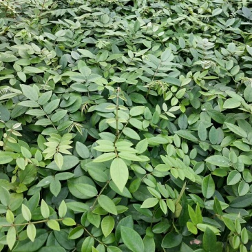 山豆根种苗