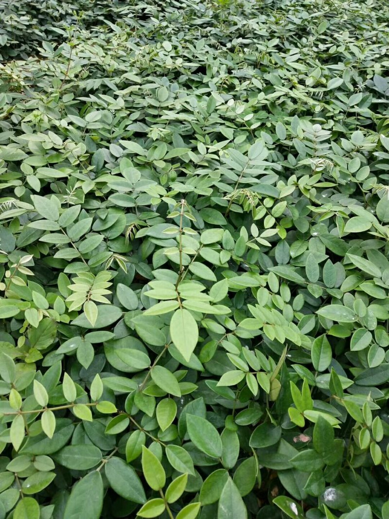 山豆根种苗