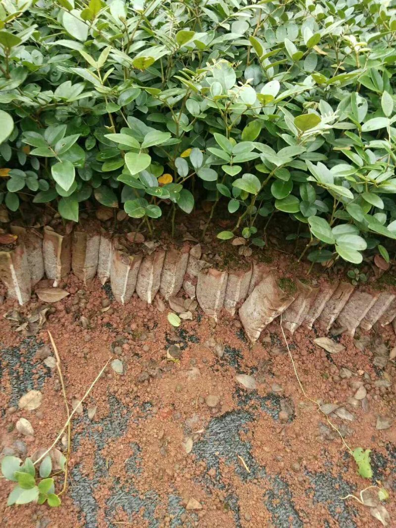 山豆根种苗