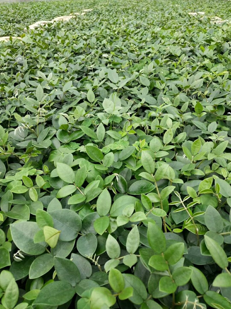 山豆根种苗