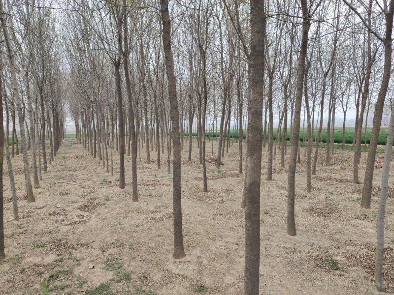 老式白蜡6-12公分量大优惠