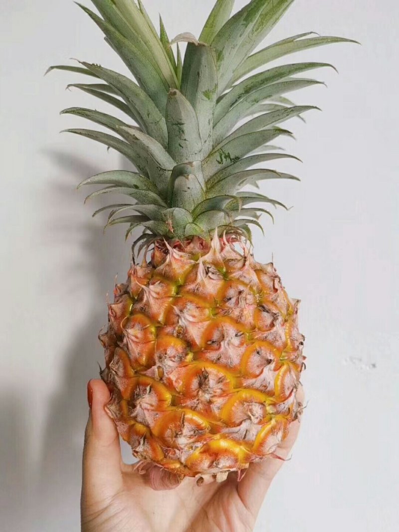 凤梨台湾金钻凤梨