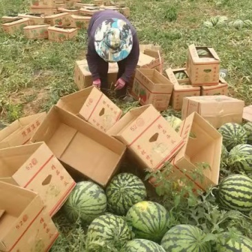 甜王西瓜大量有货产地供货，对接全国批发，欢迎联系
