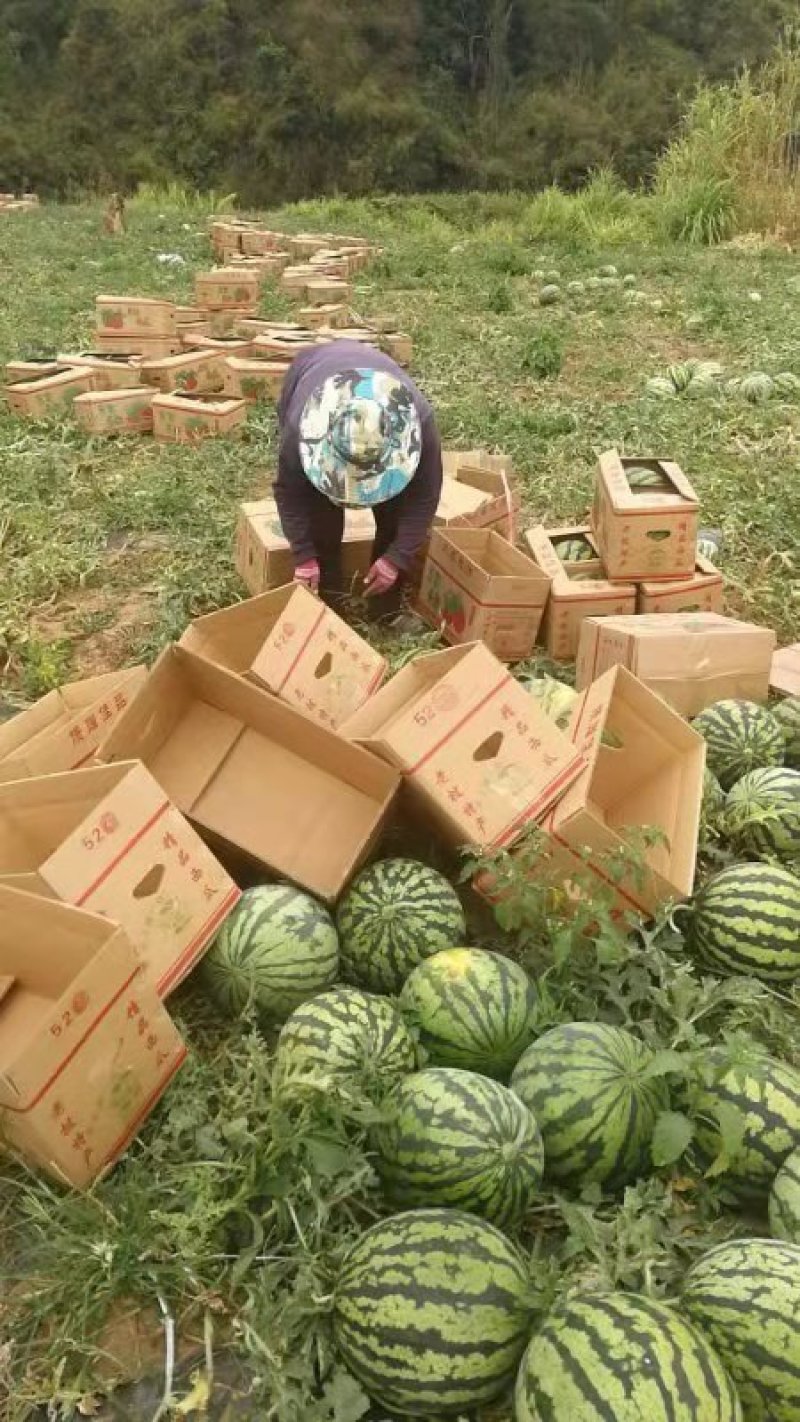 甜王西瓜大量有货产地供货，对接全国批发，欢迎联系