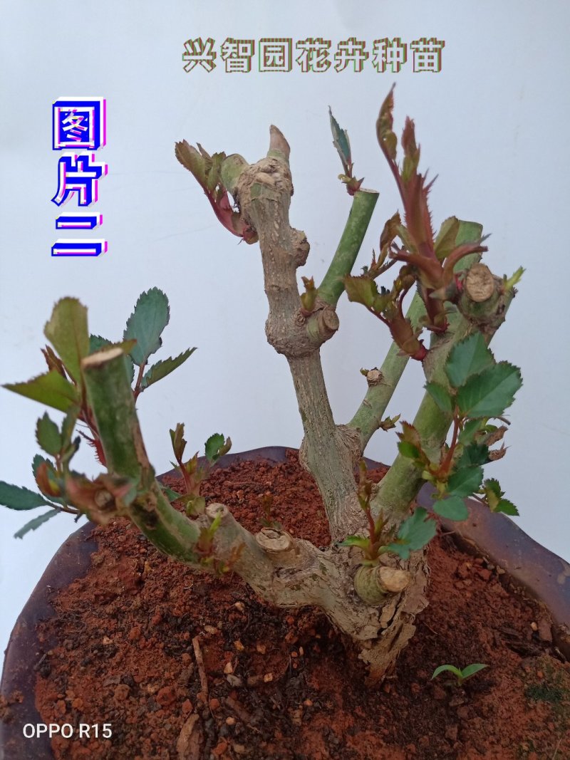 月季苗花卉园林绿化工程苗盆栽种植品种纯成活率高