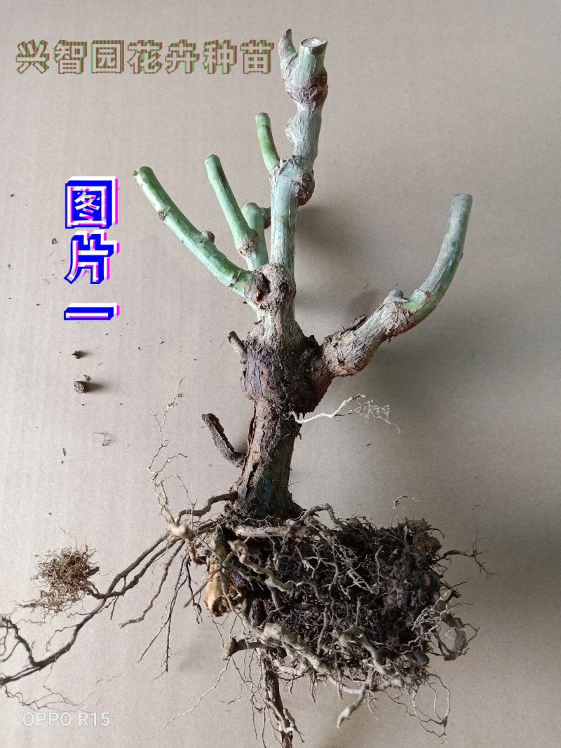 月季苗花卉园林绿化工程苗盆栽种植品种纯成活率高