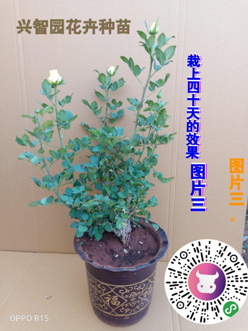 月季苗花卉园林绿化工程苗盆栽种植品种纯成活率高