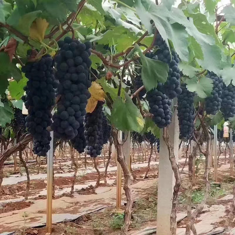 甜蜜蓝宝石葡萄苗无核夏黑葡萄苗等二十多个品种放心苗包邮