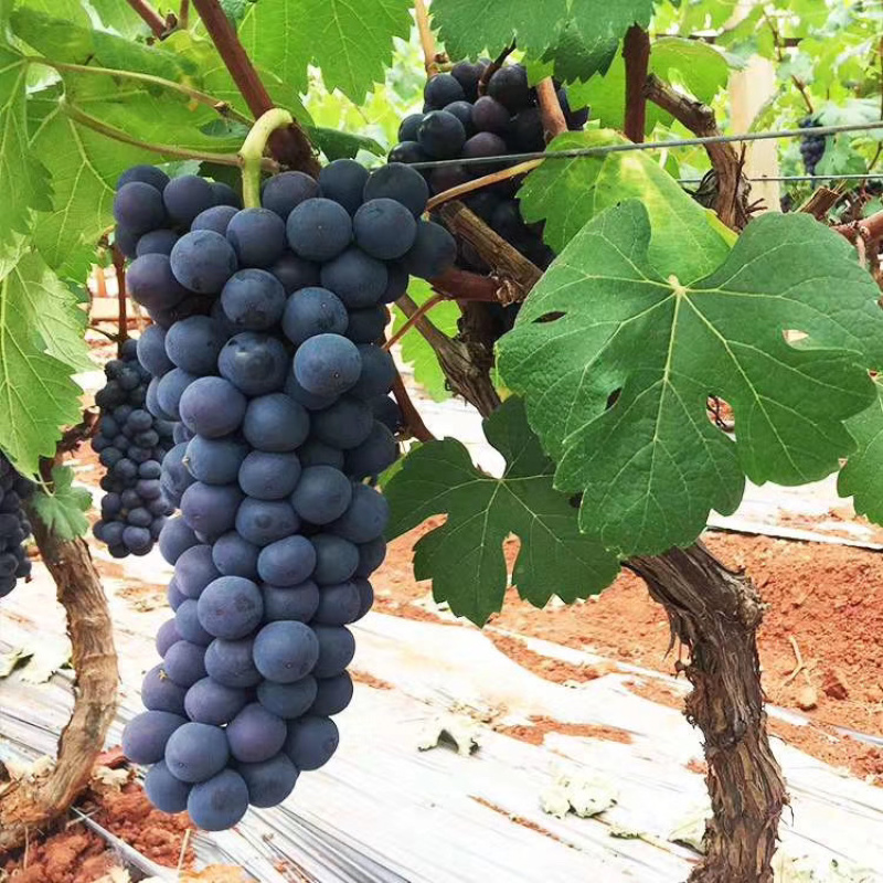 甜蜜蓝宝石葡萄苗无核夏黑葡萄苗等二十多个品种放心苗包邮