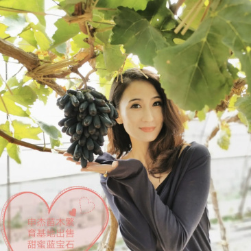 甜蜜蓝宝石葡萄苗无核夏黑葡萄苗等二十多个品种放心苗包邮