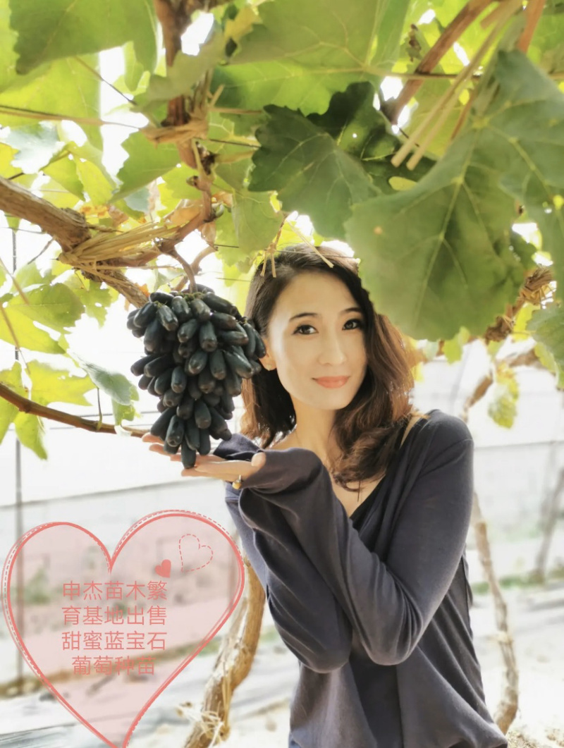 甜蜜蓝宝石葡萄苗无核夏黑葡萄苗等二十多个品种放心苗包邮
