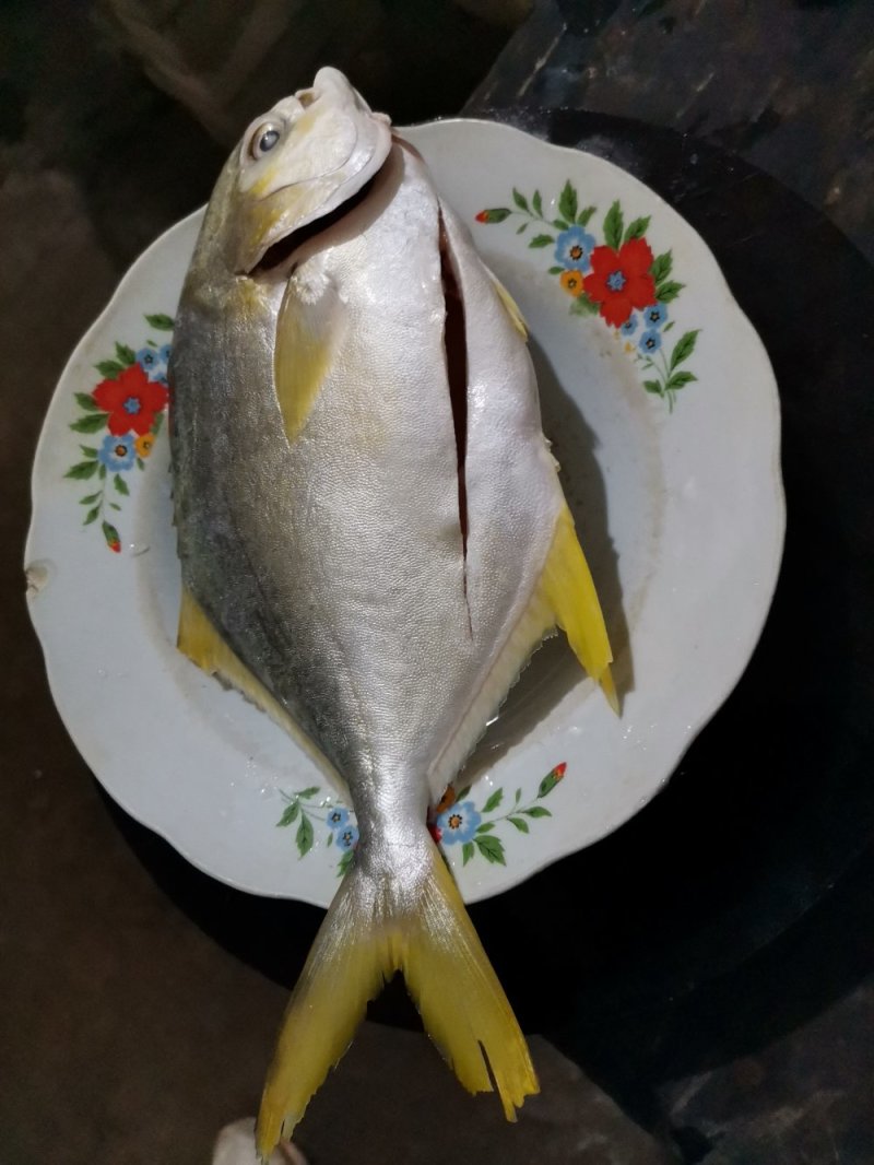活冻金昌鱼金鲳鱼