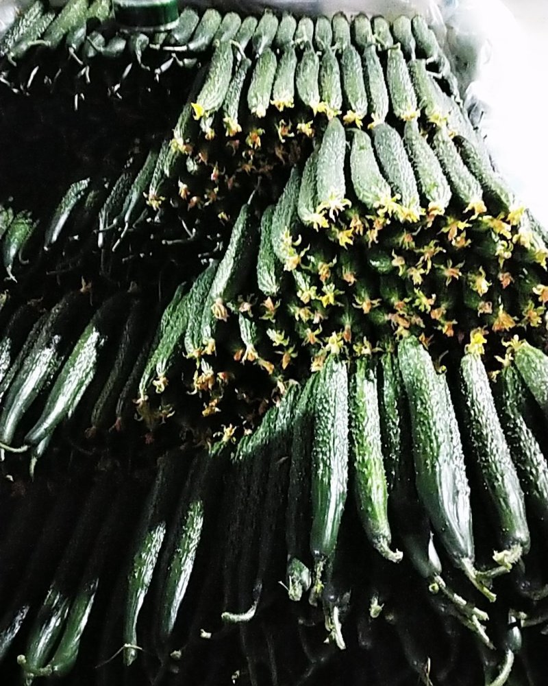 山东临沂黄瓜
