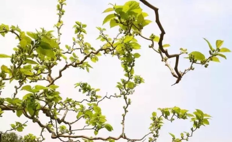 桑树苗九曲龙桑苗观赏性甜果桑100%嫁接苗