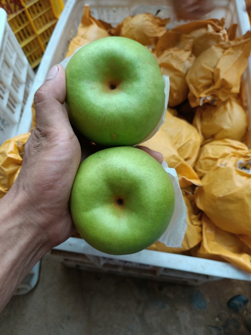 湖北宜城翠冠梨精品梨皮薄汁多大量供应质量保证视频看货