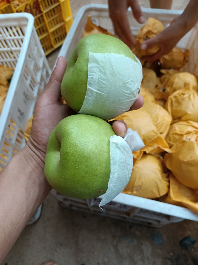 湖北宜城翠冠梨精品梨皮薄汁多大量供应质量保证视频看货