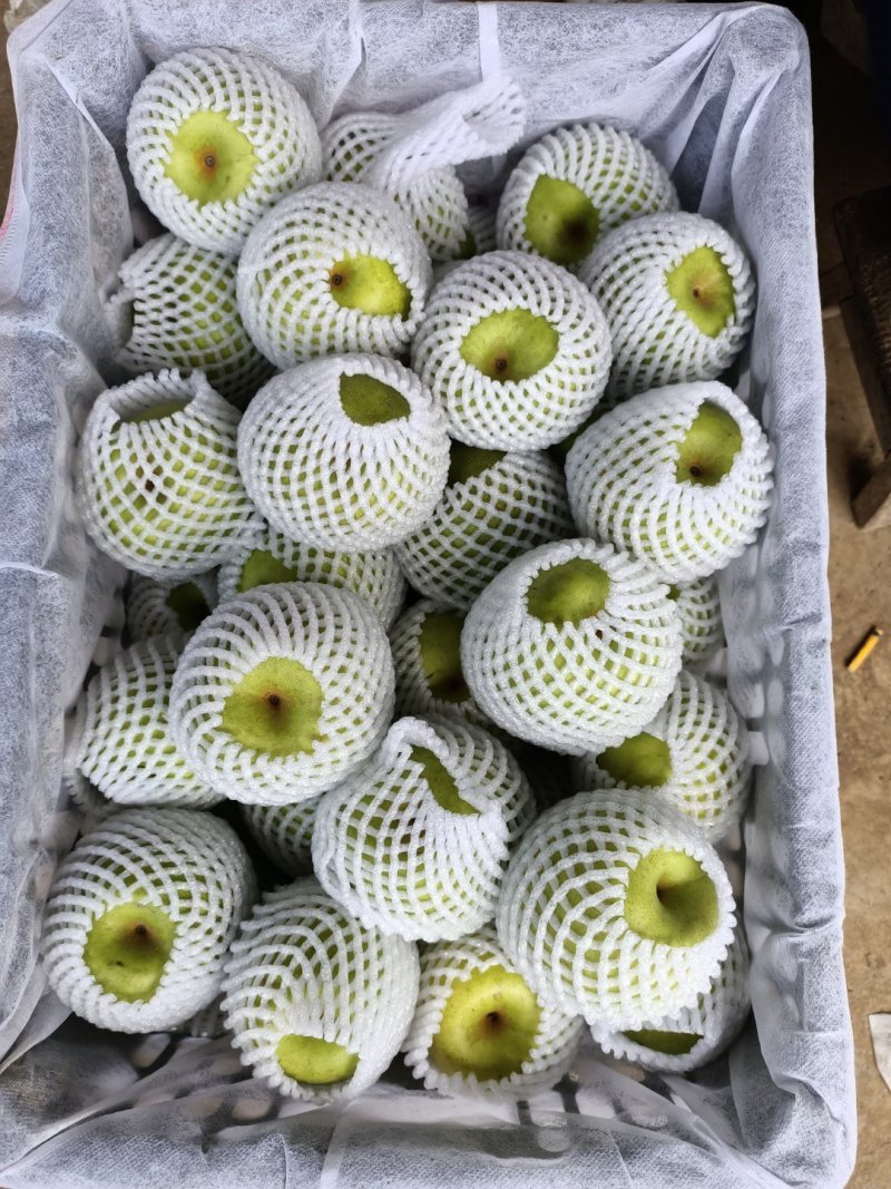 湖北宜城翠冠梨精品梨皮薄汁多大量供应质量保证视频看货