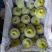 湖北宜城翠冠梨精品梨皮薄汁多大量供应质量保证视频看货