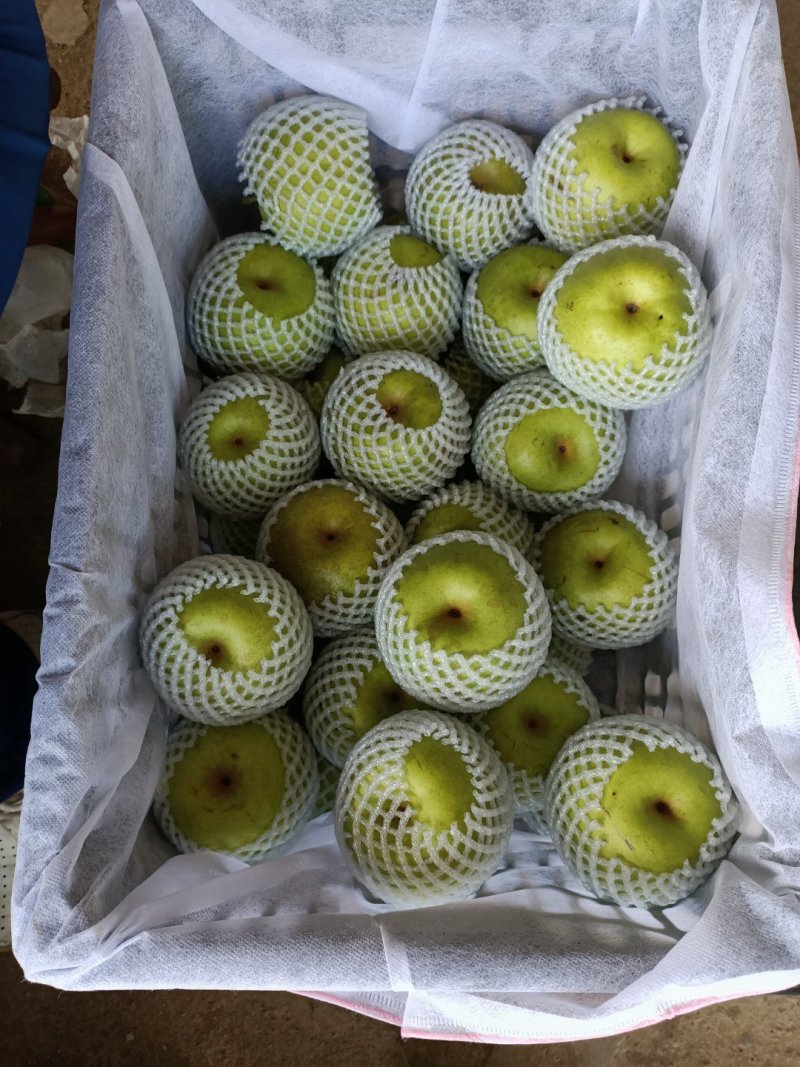 湖北宜城翠冠梨精品梨皮薄汁多大量供应质量保证视频看货
