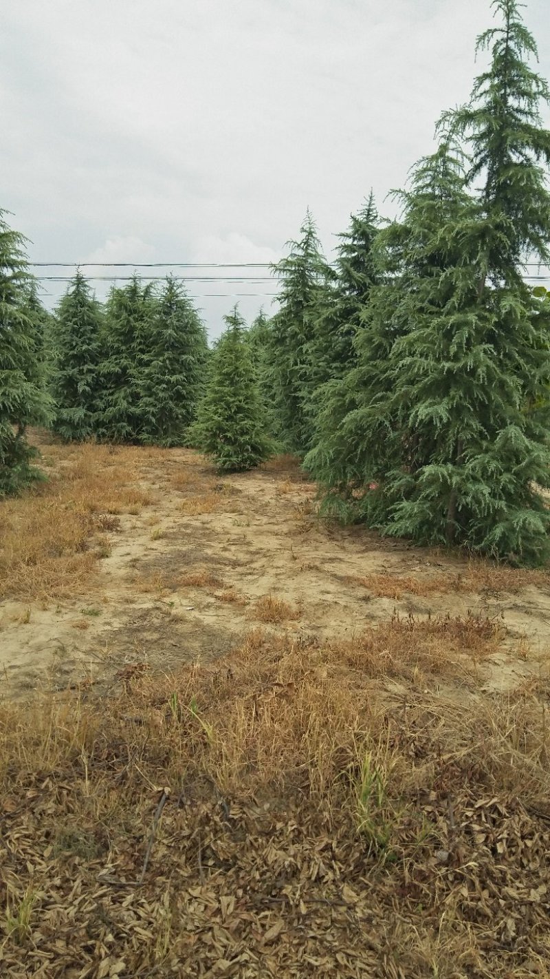 大雪松树44公分，各种工程用雪松苗，1.5—9米都有。