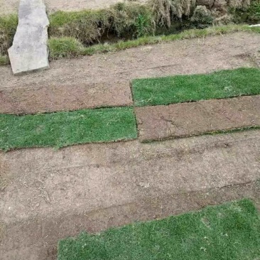 马尼拉草皮