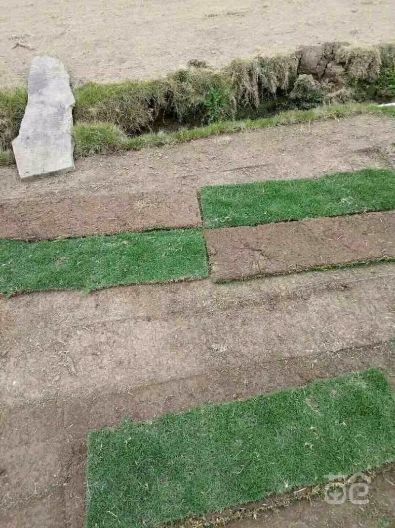 马尼拉草