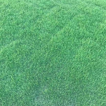 马尼拉草