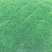 马尼拉草