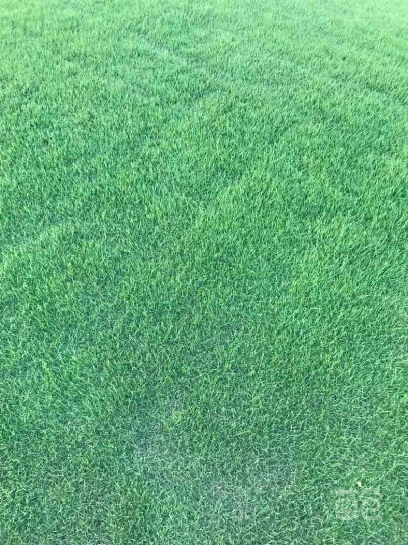 马尼拉草