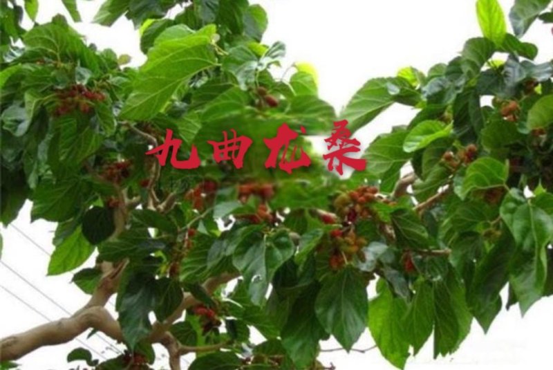 桑树苗九曲龙桑苗观赏性甜果桑100%嫁接苗
