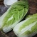 大白菜