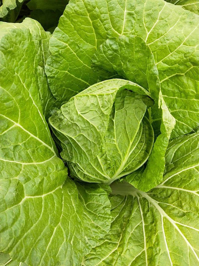 大白菜