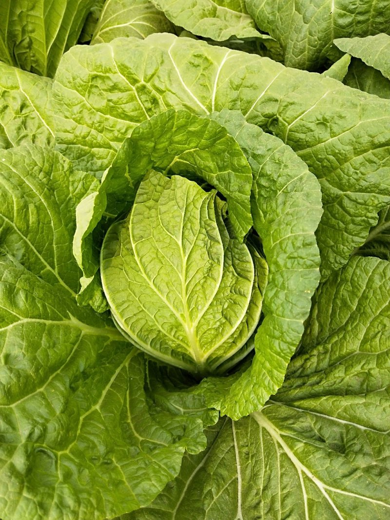大白菜